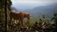Desmatamento na Indonesia pode levar tigre de Sumatra à extinção, diz estudo