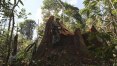 Desmatamento na Amazônia caiu 21% em um ano