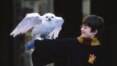 'Harry Potter e a Pedra Filosofal', de J.K. Rowling, comemora 25 anos mágicos