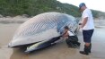 Baleia de 13 toneladas é encontrada morta em Santa Catarina