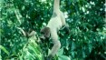 Caça de macacos e antas na Amazônia pode piorar aquecimento global
