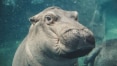 Hipopótamo Fiona ganha livro infantil contando sua história