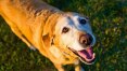 Cães treinados conseguem prever crises de hipoglicemia em diabéticos