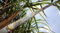 Bolsonaro revoga decreto que impedia expansão da cana-de-açúcar para Amazônia