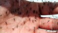 MPF cobra 12 cidades paulistas para redução de larvas do 'Aedes'