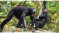 Homem herdou de ancestrais primatas a violência contra semelhantes