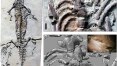 Estudo sobre réptil com coluna torta pode ter usado fóssil roubado do Brasil