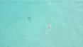 Vídeo flagra comportamento de tubarão ao lado de surfista em Fernando de Noronha