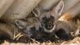 Lobos-guarás órfãos formam casal e criam dois filhotes em zoo de Rio Preto