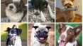 É possível detectar emoções através das expressões faciais de cães?