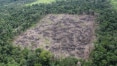 Desmatamento aumentou 282% na Amazônia Legal