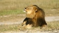 Zimbábue não solicitará extradição de americano que matou o leão Cecil