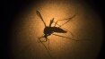 Zika é mais agressivo em transplantados, diz estudo brasileiro