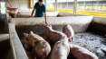 Brasil deve aumentar exportação de carne suína para a Coreia do Sul após cota com tarifa zero