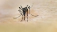 Casos de dengue crescem 264%; doença causou 62 mortes, metade em SP