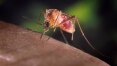 Estudo indica que pernilongo não transmite o zika