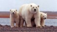 Estudo acusa problema em conciliar exploração de petróleo e proteção de ursos
