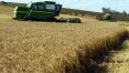 Clima afeta safra de trigo e IBGE corta projeção de colheita em 6,5%