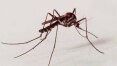 Rio de Janeiro enfrenta surto de chikungunya