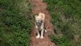 Leões diagnosticados com covid-19 preocupam pesquisadores na África do Sul