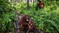 Incêndios e óleo de palma ameaçam macacos na Indonésia