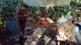 Polícia Ambiental acha fábrica clandestina de palmito em Cananeia