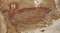Pintura de porco pode ser a obra de arte rupestre mais antiga do mundo, afirmam arqueólogos