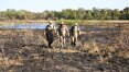 Governo do MS pode decretar emergência para facilitar controle de incêndios no Pantanal