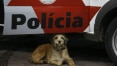 Cão adotado pela PM vira Cabo Pitoco
