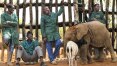 Equipe tenta reunir elefanta órfã à sua mãe com DNA e um pouco de sorte