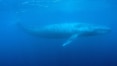 Baleias se tornaram grandes ao longo da evolução, mostra estudo