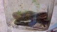 Criança mata cobra com mordida no Rio Grande do Sul