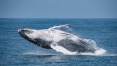 Litoral norte de SP entra no mapa das baleias jubarte