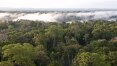 Governo Bolsonaro estuda liberar exportação 'in natura' de madeira nativa da Amazônia