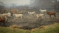 Com queimadas, produção de bezerros no Pantanal deve diminuir