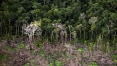 Perda da Amazônia é maior do que dados oficiais, diz estudo
