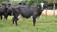 São Félix do Xingu tem maior rebanho bovino