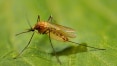 Aumento de mosquitos nos EUA tem pouca influência do clima