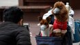 Hong Kong isola cachorro após teste positivo de coronavírus; infecção ainda não foi confirmada