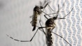 Cientistas anunciam infecção pelo mayaro, mas não há registro de transmissão pelo 'Aedes'