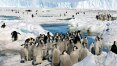 Pinguins-imperadores, os maiores do mundo, estão sob ameaça de extinção