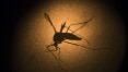 OMS alerta para resistência criada pelo 'Aedes' aos inseticidas