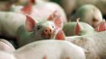 China aprova importação de subprodutos de suínos