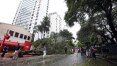 São Paulo registra 26 quedas de árvores por dia