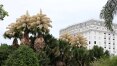 Palmeiras plantadas na década de 1960 dão flores pela 1ª vez no Rio