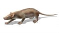 Cientistas encontram mamífero pré-histórico na Espanha