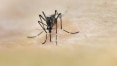 Transmissão de doenças do ‘Aedes’ começa a cair