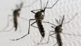 Texas registra primeiro caso de zika transmitido por mosquito local