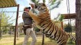 'Tiger King' e o bizarro mundo dos criadores de animais exóticos