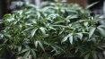 ONU decide retirar a cannabis da lista de medicamentos mais nocivos